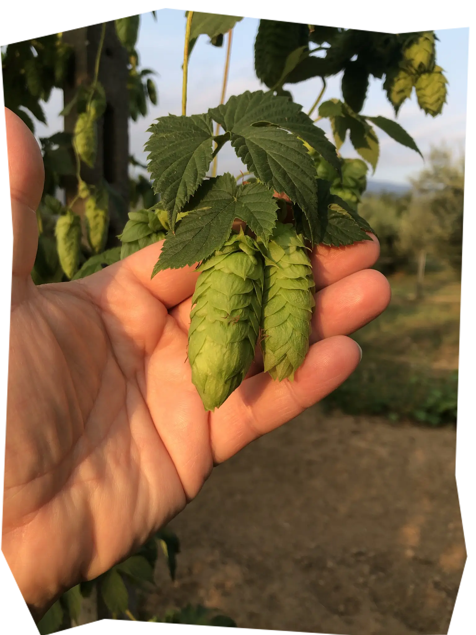 Luppolo comet nell'impianto di Bricherasio